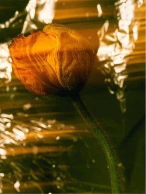 Best-sellers - Nuea Skin